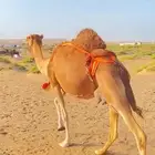 عشرا عمانيه عضم طيب وقرم زين