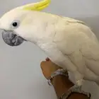 للبيع ببغاء كوكاتو