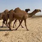 بكار كككفو وطيبه للبيع