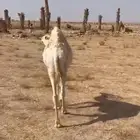 بكره للبيع فل شحم