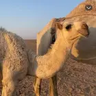 للبيع بكره كفو