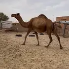 ناقه صفرا القحه باقي لها من الشهر وحول