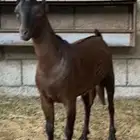 تيس ادهم عماني صلالي