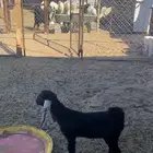 عناق عارضيه