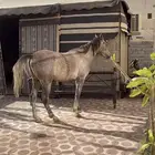 الرياض