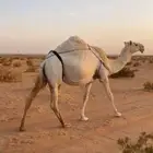 عشراء تحتها قعود على ولد مشاكل
