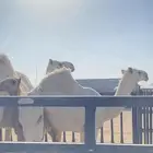 حاشي للبيع