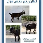 تيس قزم شهرين يلعب ونيس للاطفال