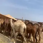 قعدان بلدي من سته الى سبعه اشهور بلجمه وتفريد عدد 13