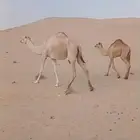 خلفه بكر للبيع