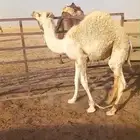 قعدان للبيع 2 ب 9900
