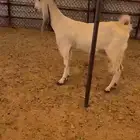 عنز ثنيه معها تيس مكبوووس شحم