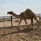 شعلا كفو واللقحه على فحل منتج وطيب