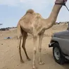 قعود طابع شداد