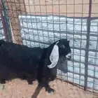 عنز تحتها جفره