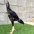 جوز سندي نسل عم غبشان