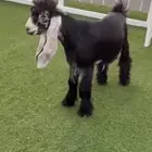 مشروع فحل عارضي كفووو