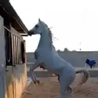 مهر