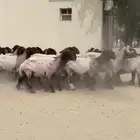 غنم نعيم صنف وطيبه للبيع