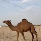 للبيع بكره ساحليه حمرا حقه منوه القناي
