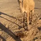 بكره مهجنه