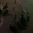 بط شهرمان
