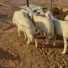 بهم تربيه نضاف