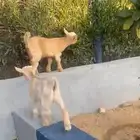 تيوس قزميه عمرها 15 يوم