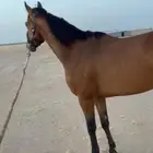 حصان انجليزي مسجل
