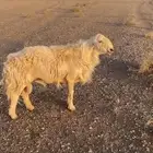 خروف مشروط للبيع