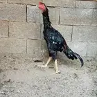 ديك سندي نسل عم غبشان