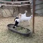 ذبائح جفار و تيس (يوجد خدمة الذبح والتوصيل)