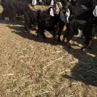 عدد 60 تيوس وجفار عوارض بلدي تربية