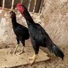 شامو اللماني