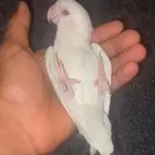 للبيع روز البينو