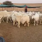 للبيع غنم حريه