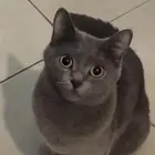 تبني قطه انثى نوع روسي طالبه للتزاوج