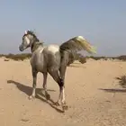فرس شعبيه   العمر 9 سنوات   الطبع طيب   الصحه سليمه.