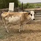 بقره للبيع