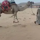 رحول للبيع