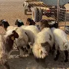خرفان نعيم ومشروكات الموقع لينه