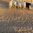 للبيع ضان العدد 13