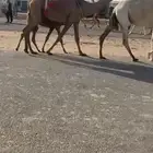 صفرا حذرها قعود ناقه انتاج