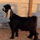 جذع عارضي كفوو للبيع