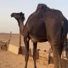 القحه لها فوق 7 شهور. القحه بثالثها
