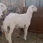 مشاريع فحول حريه صنف