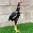 ديك سندي نسل عم غبشان