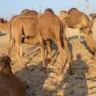 قعود ع حليب امه