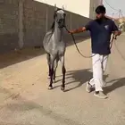 للبيع مهره شعبيه قطعه وشعره شوال مشاء الله