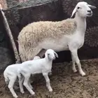 حريه حرشا حدرها اثنين